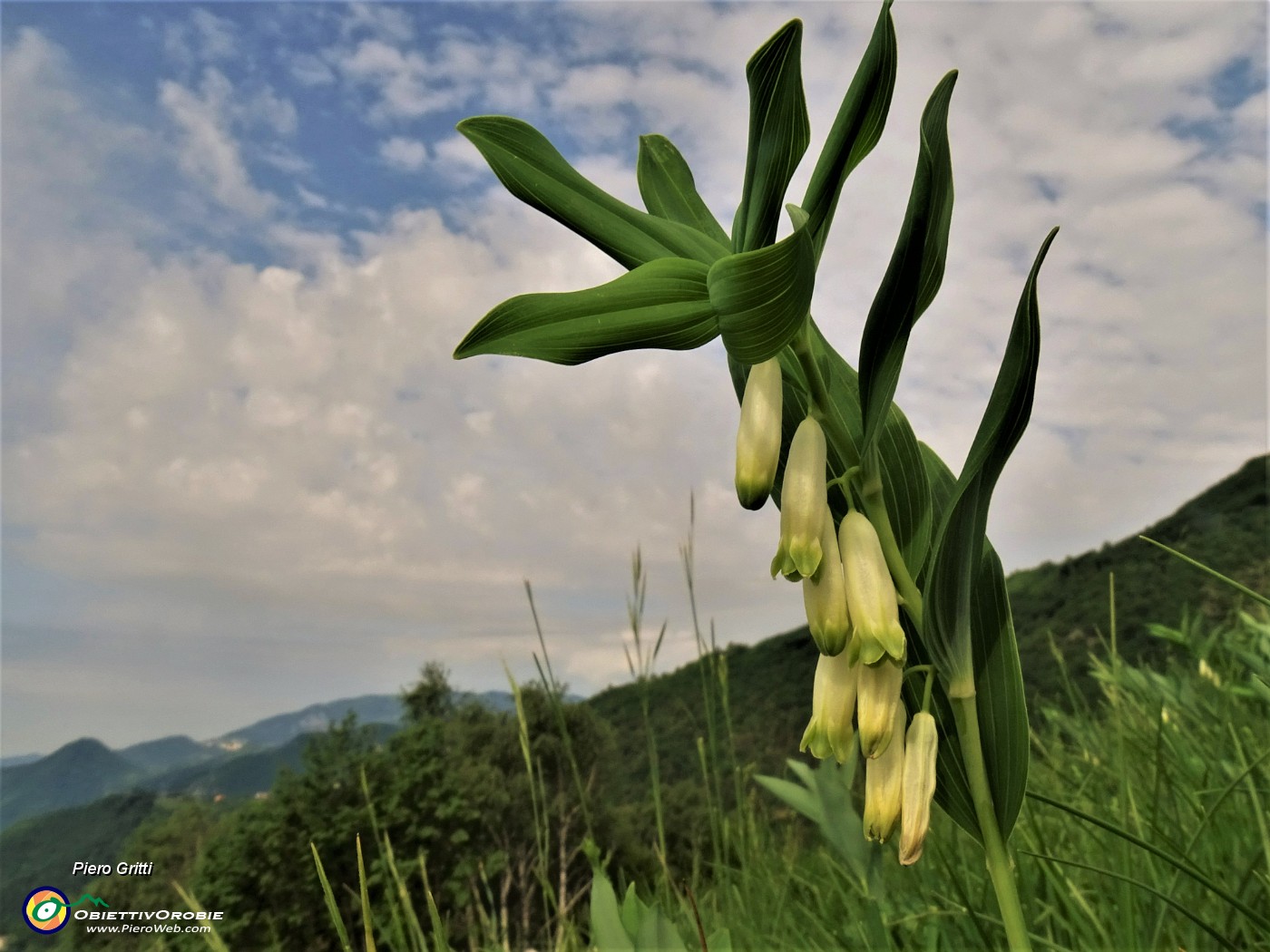 31 Polygonatum odoratum (Sigillo di Salomone) sul Pizzo (921 m)-linea tagliafuoco.JPG